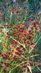Juncus acuminatus