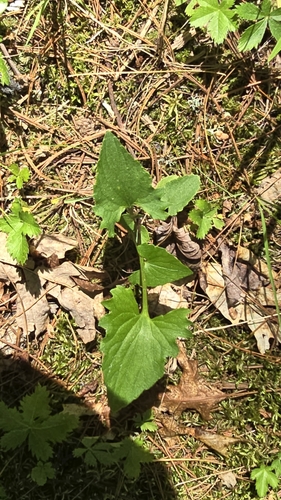 Triangle-leaved Violet (Viola emarginata)