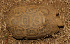 Speke's Hinge-Back Tortoise photo 3