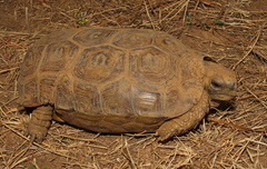 Speke's Hinge-Back Tortoise photo 2