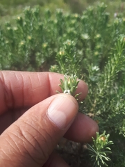 Oedera fruticosa