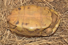 Speke's Hinge-Back Tortoise photo 4