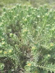 Oedera fruticosa