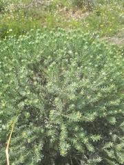 Oedera fruticosa