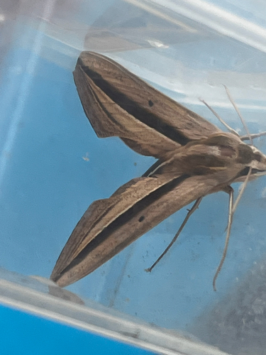 Brown-Banded Hunter Hawkmoth