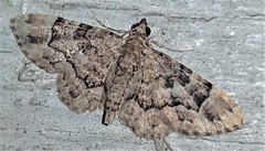 Gymnoscelis lophopus