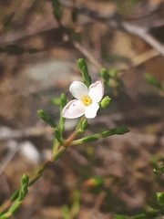 Lachnaea pusilla