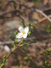 Lachnaea pusilla
