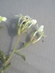 Polycarena gilioides