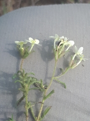 Polycarena gilioides