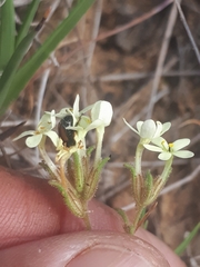 Polycarena gilioides