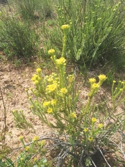 Leucadendron stellare