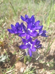 Codonorhiza elandsmontana