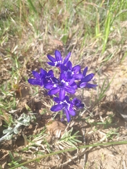 Codonorhiza elandsmontana