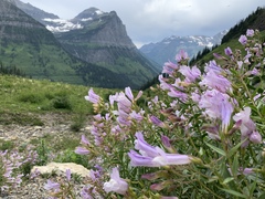 Penstemon lyallii