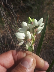 Ixia abbreviata