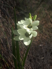 Ixia abbreviata