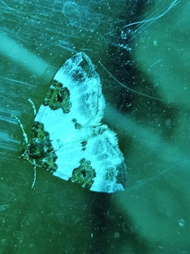 Blue-bordered Carpet, 6909 AL Babberich, Nederland, photo 5 of 10