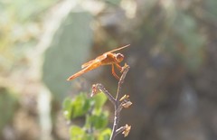 Libellula saturata