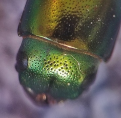 Temnoscheila acuta