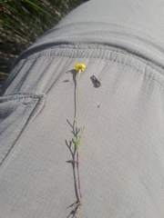 Steirodiscus gamolepis