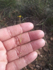 Steirodiscus gamolepis