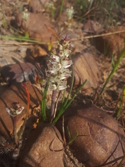 Lachenalia contaminata