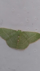 Nemoria lixaria