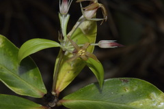 Pittosporum cornifolium