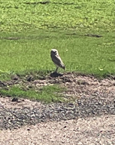 View observation of {o.common_name} on iNaturalist
