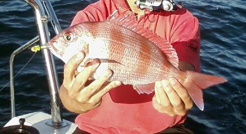 Santer (Cheimerius nufar) — Sparidae — 4