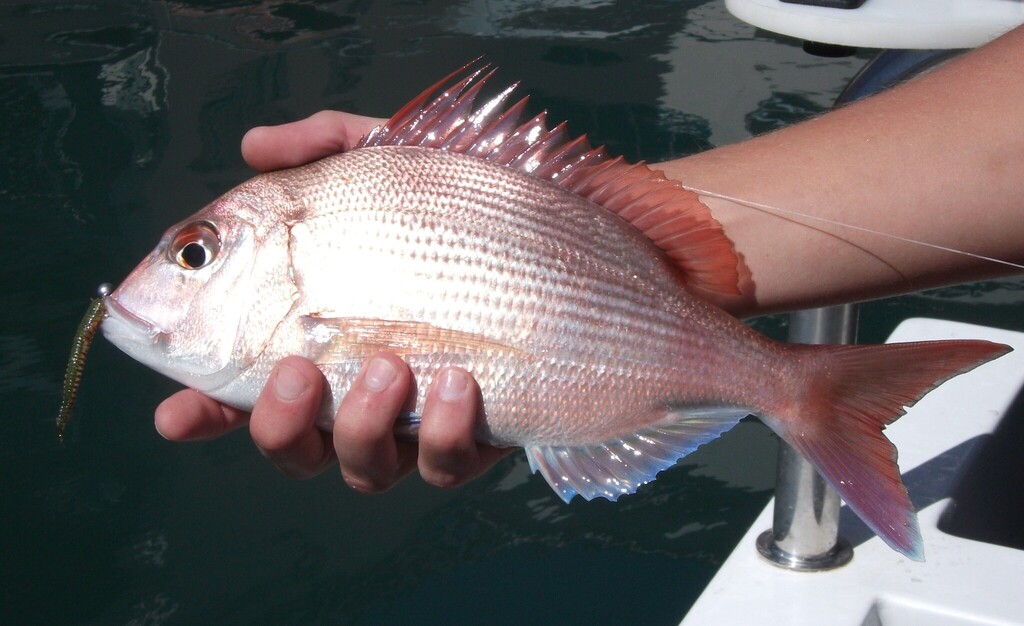 Santer-zeebrasem (Cheimerius nufar) — Sparidae