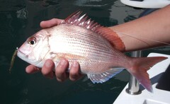 Santer Seabream photo 1