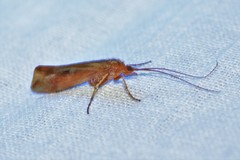 Limnephilus lunatus