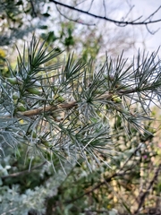 Aspalathus florifera