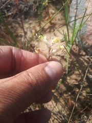 Lachenalia trichophylla