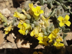 Physaria kingii kingii