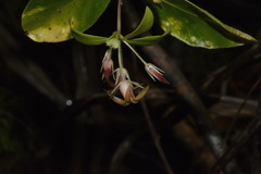 Pittosporum cornifolium