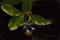 Pittosporum cornifolium