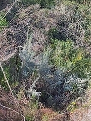 Aspalathus florifera