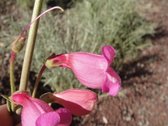 Penstemon floridus floridus