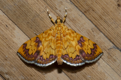 Isocentris