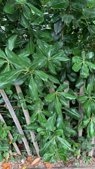 Pittosporum tobira