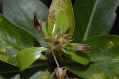 Pittosporum cornifolium
