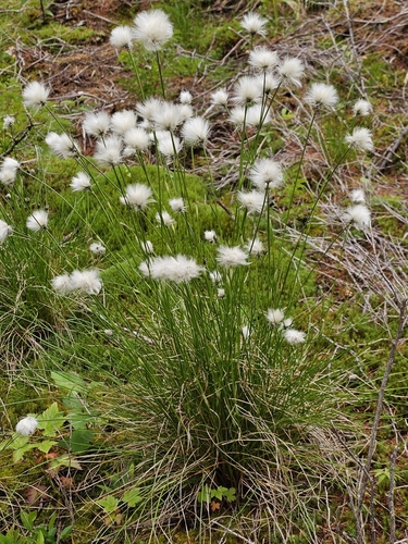 tussock cottongrass