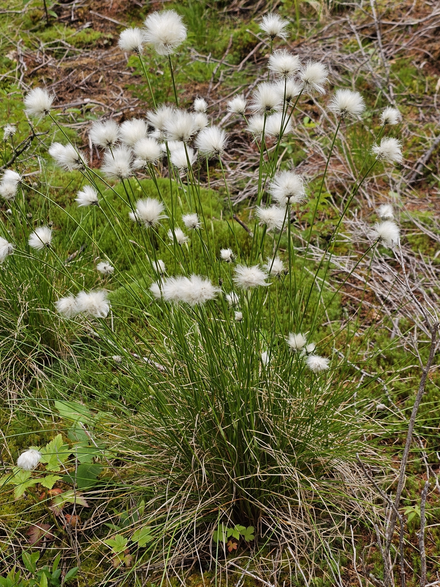 Eriophorum vaginatum