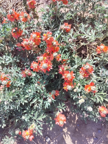 iNaturalist observation 2025-06-12