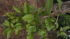 Tecoma castanifolia, photograph (c) Raúl A. Ruiz M., some rights reserved (CC BY)