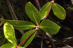 Pittosporum cornifolium