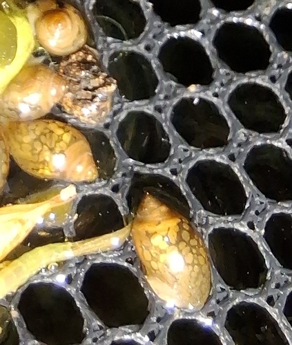 Physella acuta